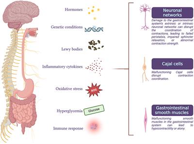 Editorial: Gastrointestinal autonomic disorders